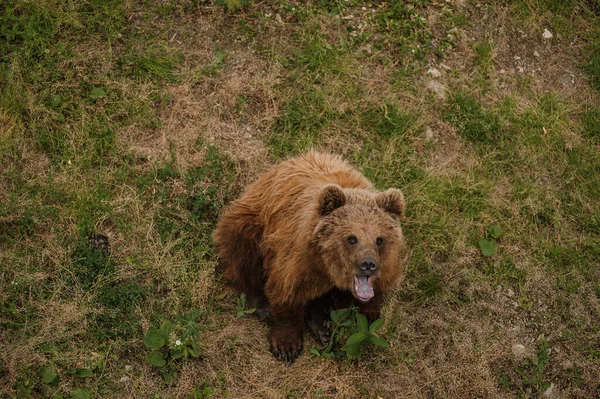 Καφέ Αρκούδα Κάθεται Στο Έδαφος Στο Δάσος — Φωτογραφία Αρχείου