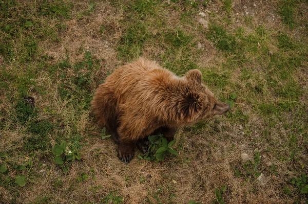 Medvěd Hnědý Sedí Zemi Lese — Stock fotografie