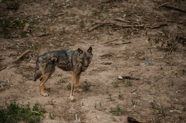 Ormandaki kurt. Kurt yerde duruyor.