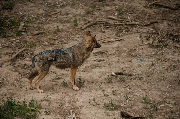 Wolf Forest Wolf Stands Ground — Foto de Stock