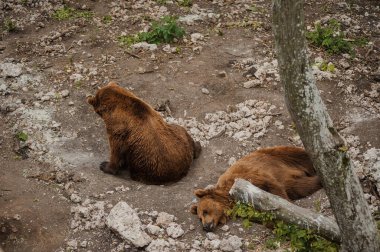 Ayı ormanda yerde yatıyor.