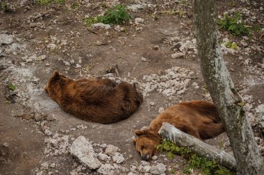 Ayı ormanda yerde yatıyor.