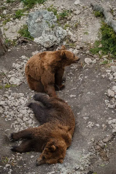 Bear Lies Ground Forest — Stock fotografie