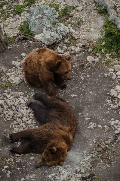 Bear Lies Ground Forest — Stock fotografie
