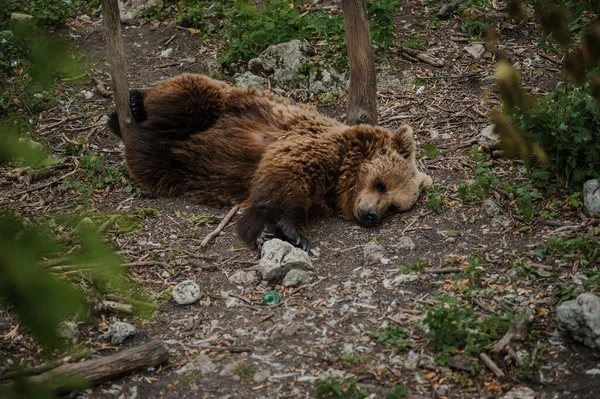 Medvěd Leží Zemi Lese — Stock fotografie