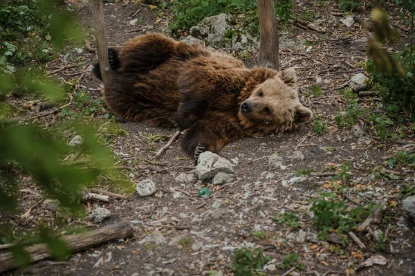 Ours Couché Sur Sol Dans Forêt — Photo