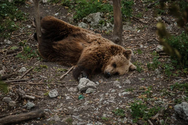 クマは森の中の地面に横たわっています — ストック写真