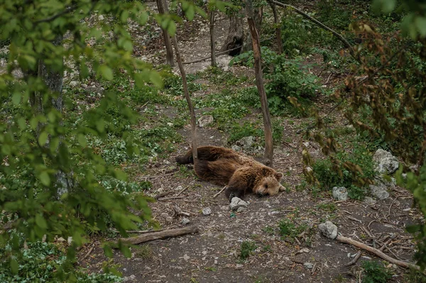 Αρκούδα Βρίσκεται Στο Έδαφος Στο Δάσος — Φωτογραφία Αρχείου