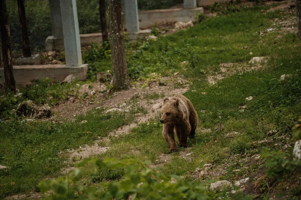 Медведь Идёт Через Лес Медведь Лесу — стоковое фото
