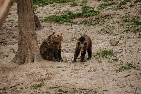 Two Bears Play Each Other Forest — Photo