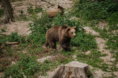 Ayı ormanın içinde yürüyor. Ormanda ayı var.