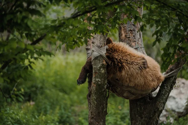 Ведмідь Спить Дереві Ведмідь Лісі — стокове фото