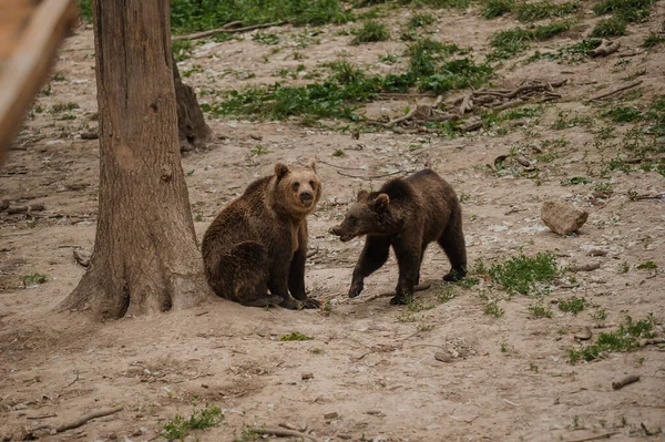 Δύο Αρκούδες Παίζουν Μεταξύ Τους Στο Δάσος — Φωτογραφία Αρχείου