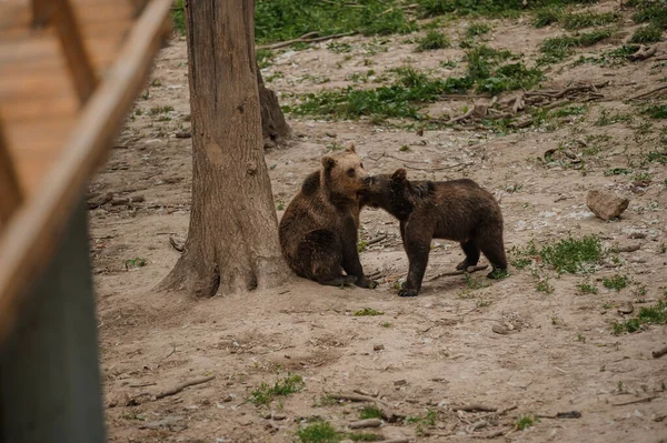Δύο Αρκούδες Παίζουν Μεταξύ Τους Στο Δάσος — Φωτογραφία Αρχείου