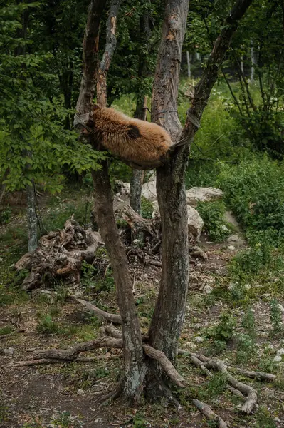 Oso Duerme Árbol Oso Bosque —  Fotos de Stock