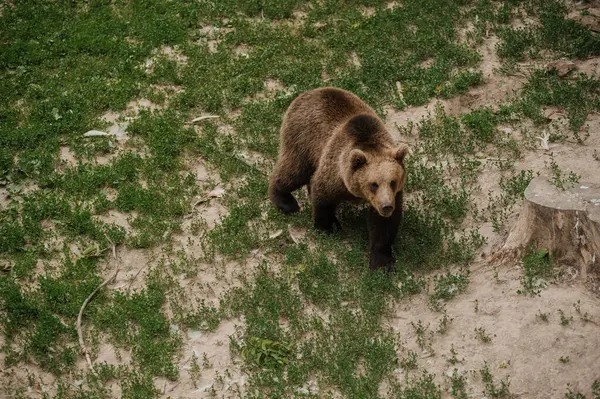 Ведмідь Проходить Через Ліс Ведмідь Лісі — стокове фото