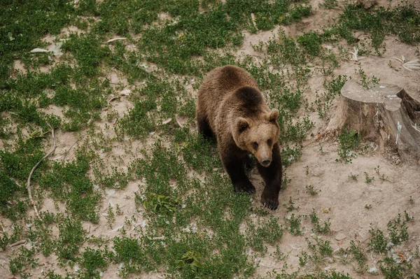 Медведь Идёт Через Лес Медведь Лесу — стоковое фото