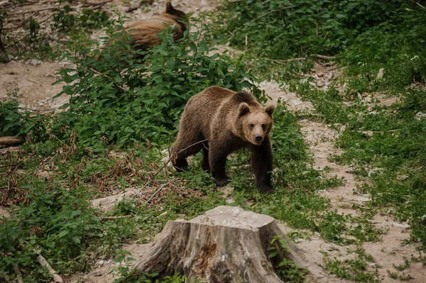 Bear Walking Forest Bear Forest — Stock fotografie