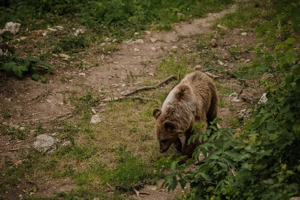 Niedźwiedź Idzie Przez Las Niedźwiedź Lesie — Zdjęcie stockowe