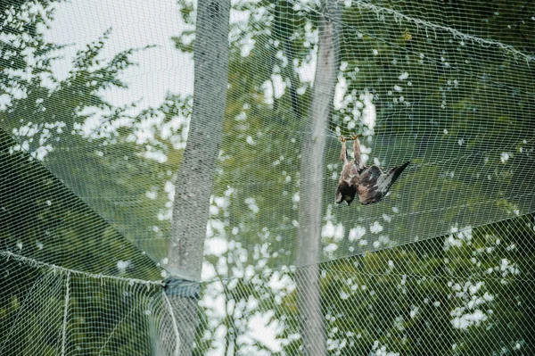 Hawk Forest Bird Prey Hawk Family — Foto Stock