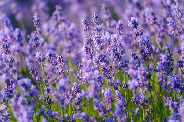 Lavender Field Purple Flowers Field — Fotografia de Stock