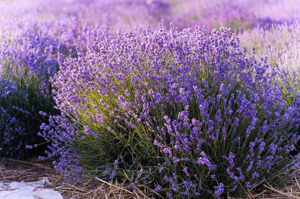 Campo Lavanda Flores Púrpuras Campo —  Fotos de Stock