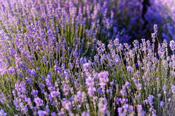 Lavender Field Purple Flowers Field — Stock Photo, Image