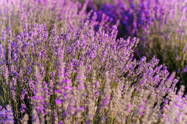 Lavender Field Purple Flowers Field — Fotografia de Stock