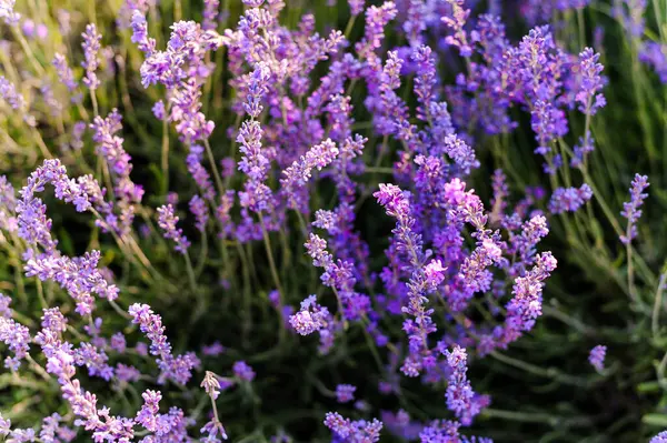 Лавандовое Поле Фиолетовые Цветы Поле — стоковое фото