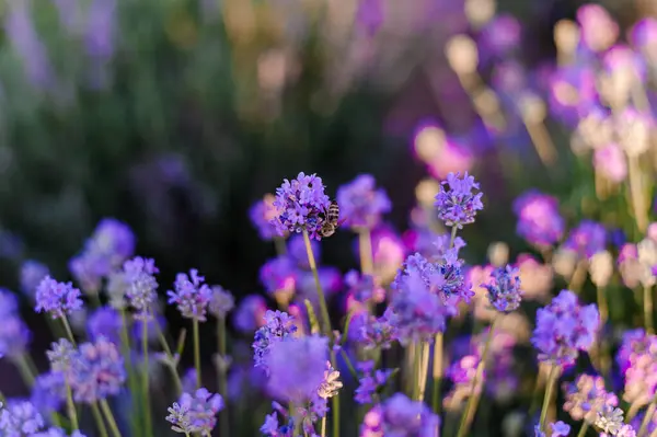 Lavender Field Purple Flowers Field — Fotografia de Stock