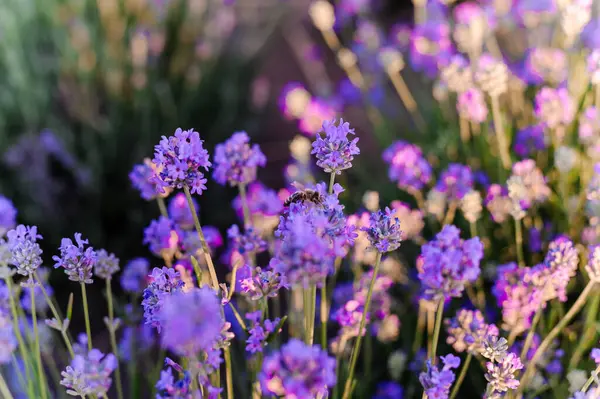 Lavender Field Purple Flowers Field — Fotografia de Stock