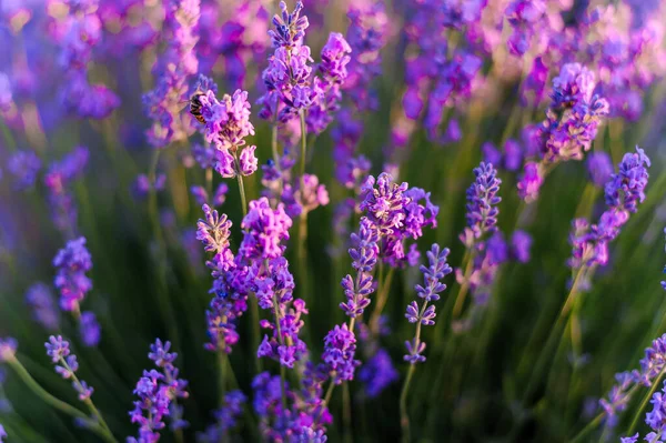 Lavender Field Purple Flowers Field — Stock Fotó
