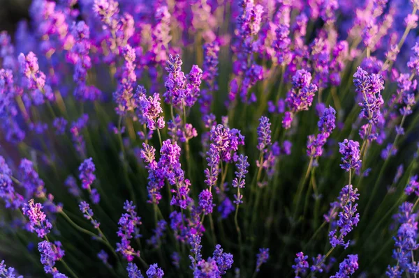 Lavender Field Purple Flowers Field — Fotografia de Stock