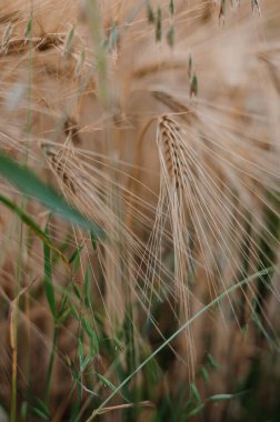 Gün batımında buğday tarlası. Buğday başakları