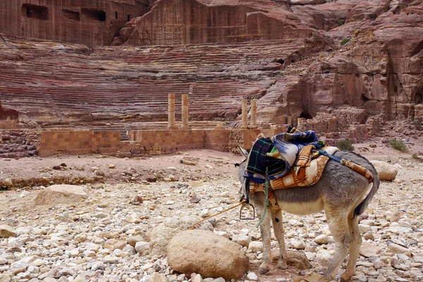 petra içinde eşek.