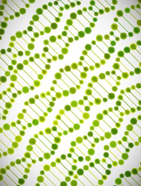 dna molekülünün yapısı