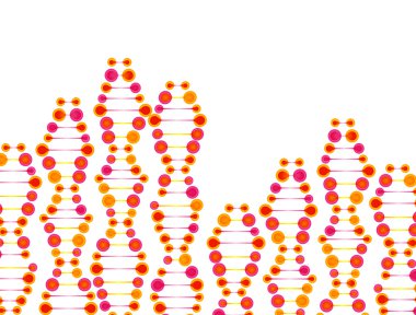 dna molekülünün yapısı