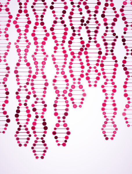 Structure of the DNA molecule