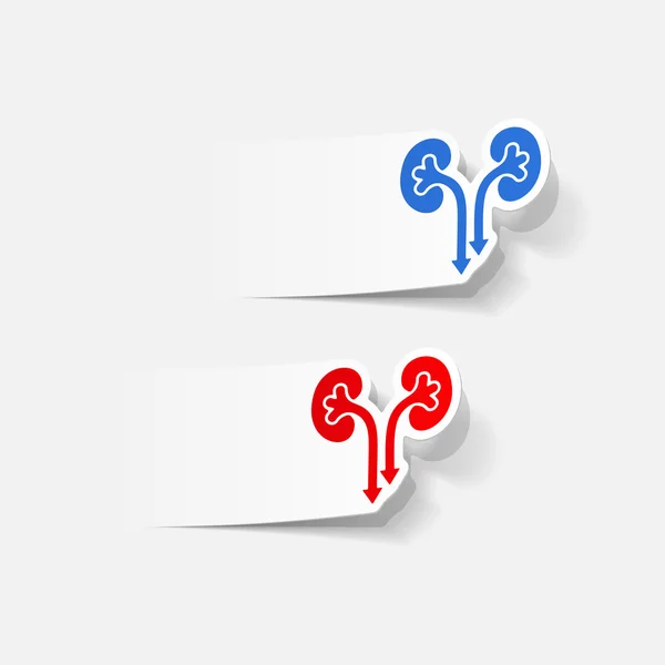 Realistic design element: kidneys, medical — Stock Vector