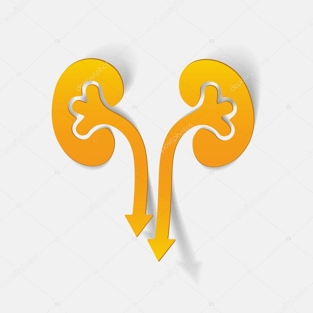 realistic design element: kidneys, medical