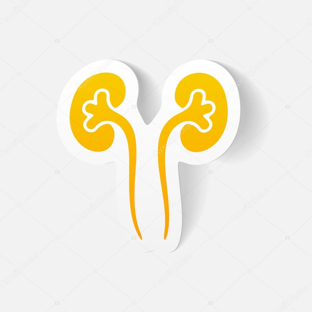 realistic design element: kidneys, medical