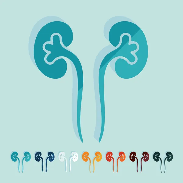 Flat design: kidneys — Stock Vector