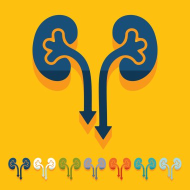 düz tasarım: böbrekler