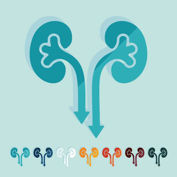 Flat design: kidneys — Stock Vector