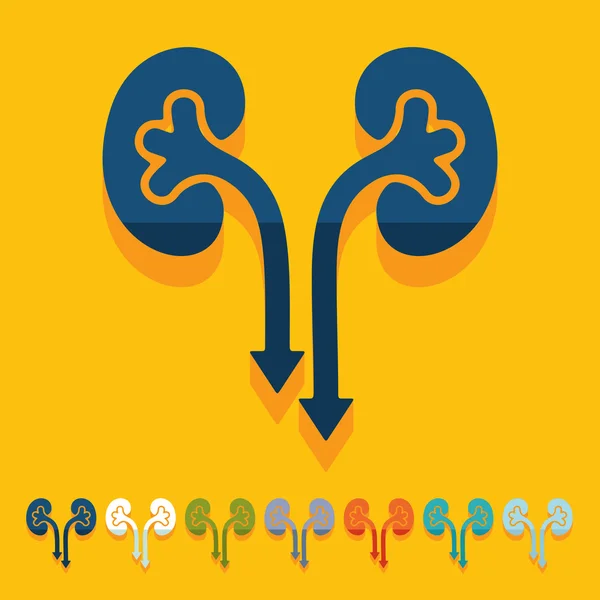 Flat design: kidneys — Stock Vector