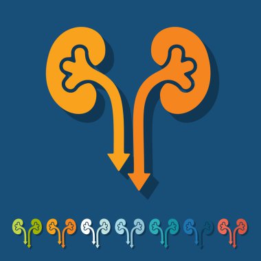 düz tasarım: böbrekler