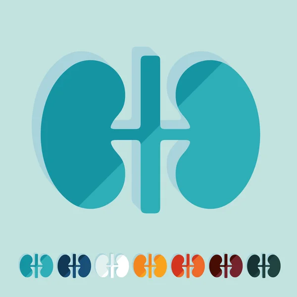 Flat design: kidneys — Stock Vector