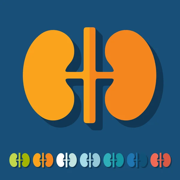Flat design: kidneys — Stock Vector