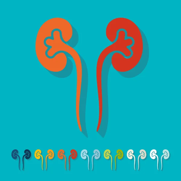 Flat design: kidneys — Stock Vector