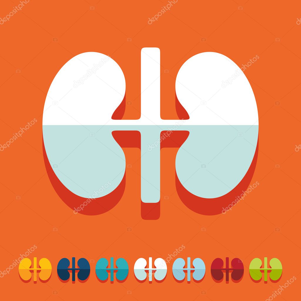 Flat design: kidneys